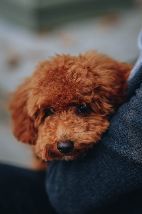 Close up of Dog Head