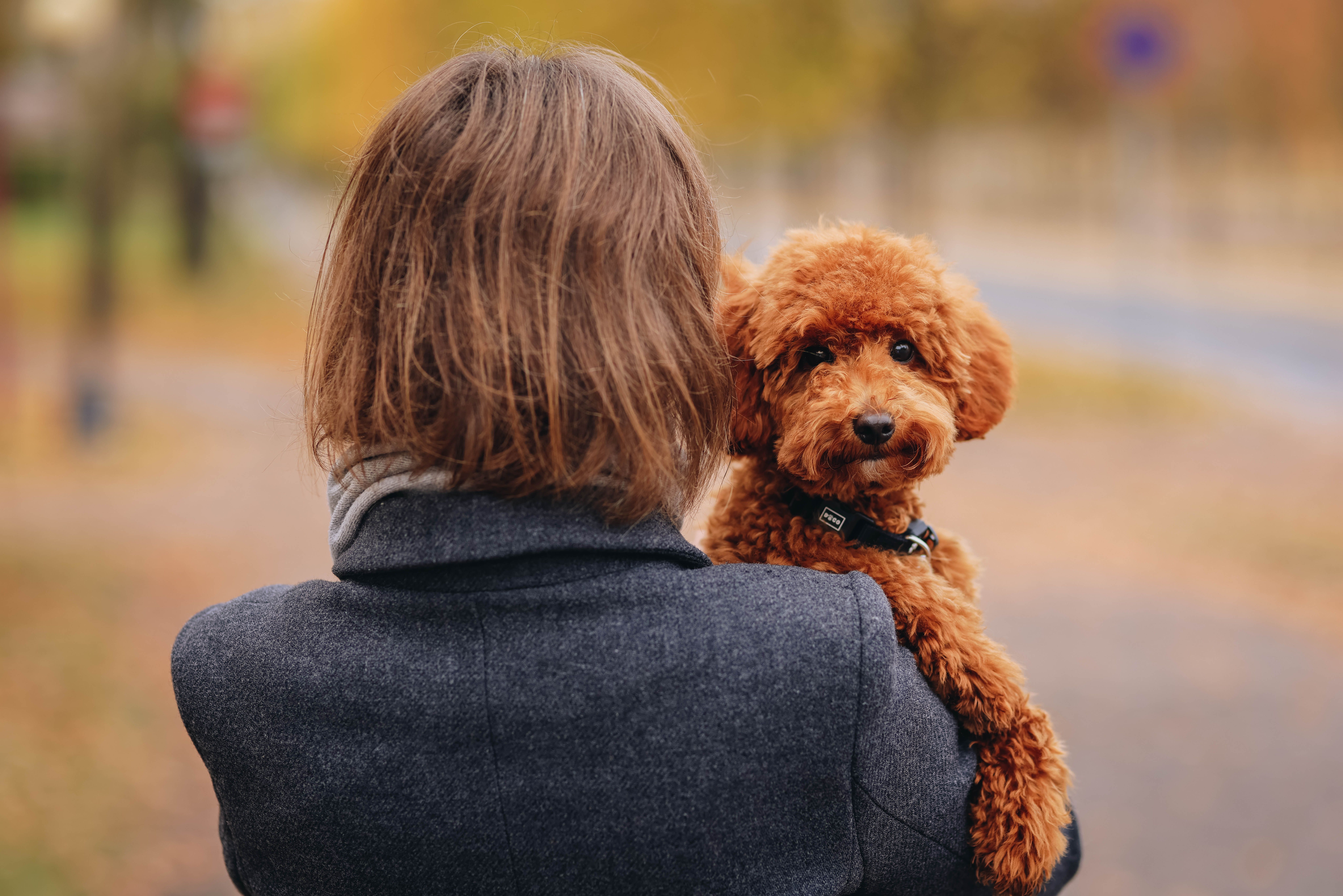 FinTech Pet Care Company Kennel Connection Announces Exclusive Diagnostic Partnership with Petwealth, Bringing Clinical-Grade