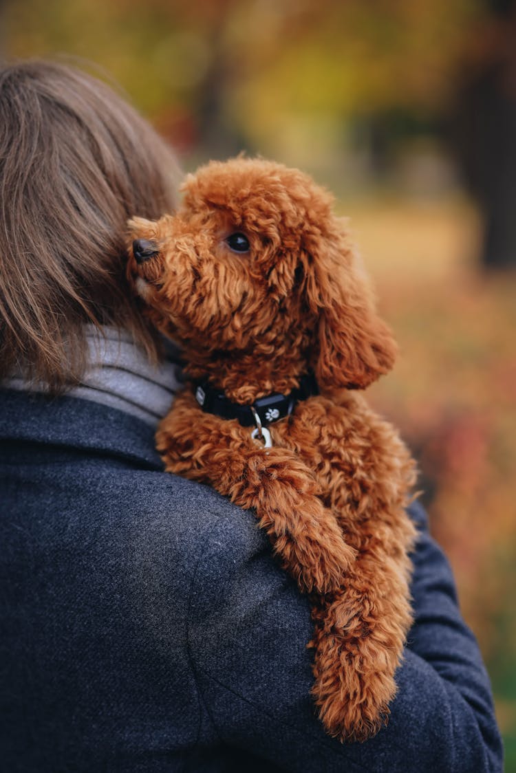 Dog And Woman