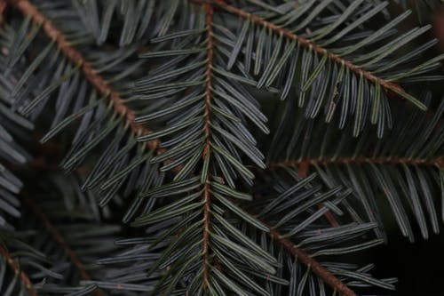 Základová fotografie zdarma na téma borové jehly, borovice, detail