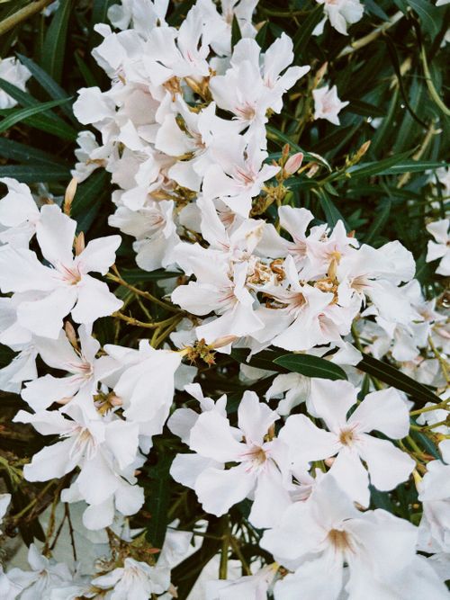 Free Close-up of blooming white oleander flowers in Alghero, perfect for floral enthusiasts. Stock Photo
