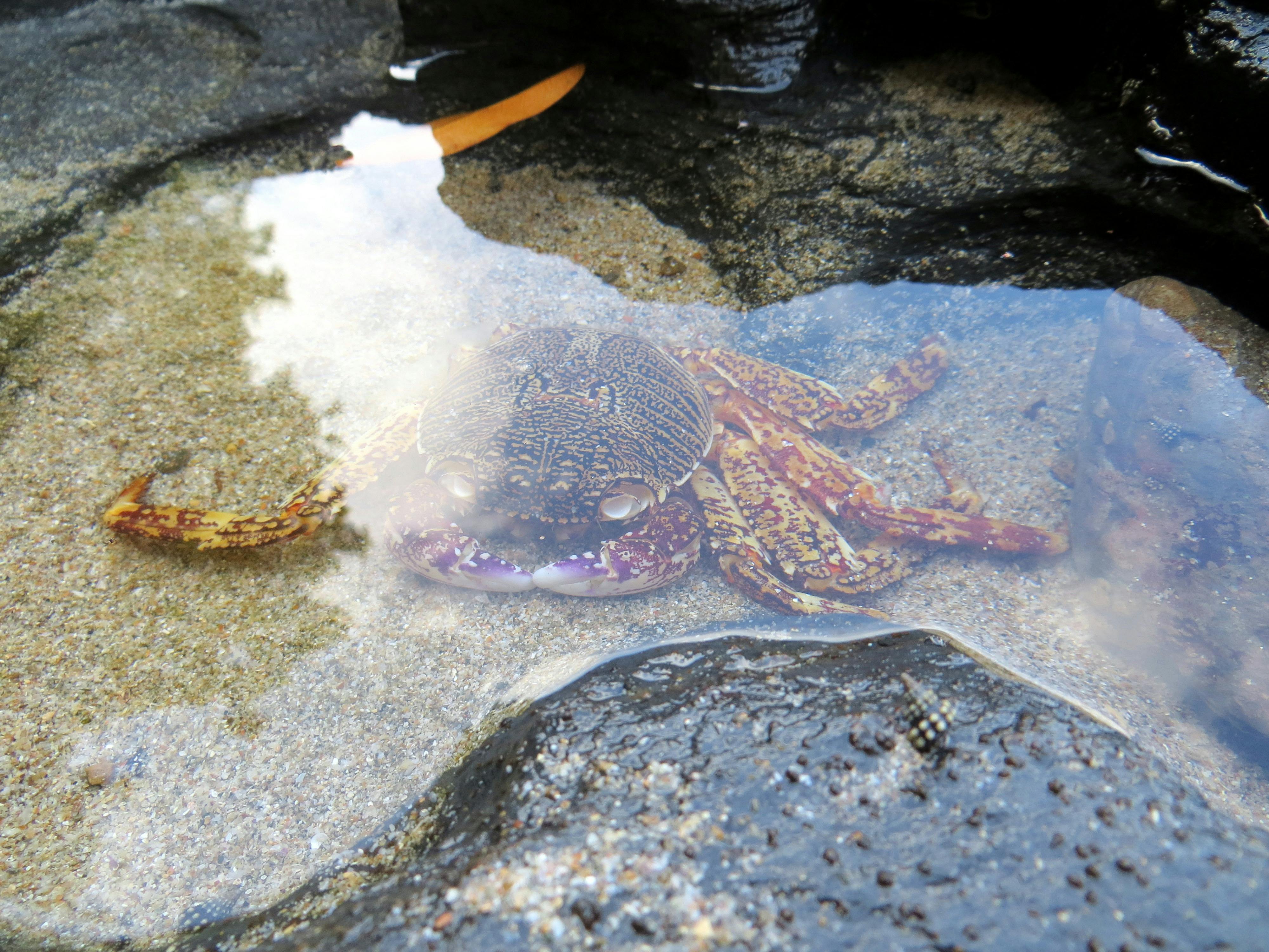 Free stock photo of sea animal, sea crab