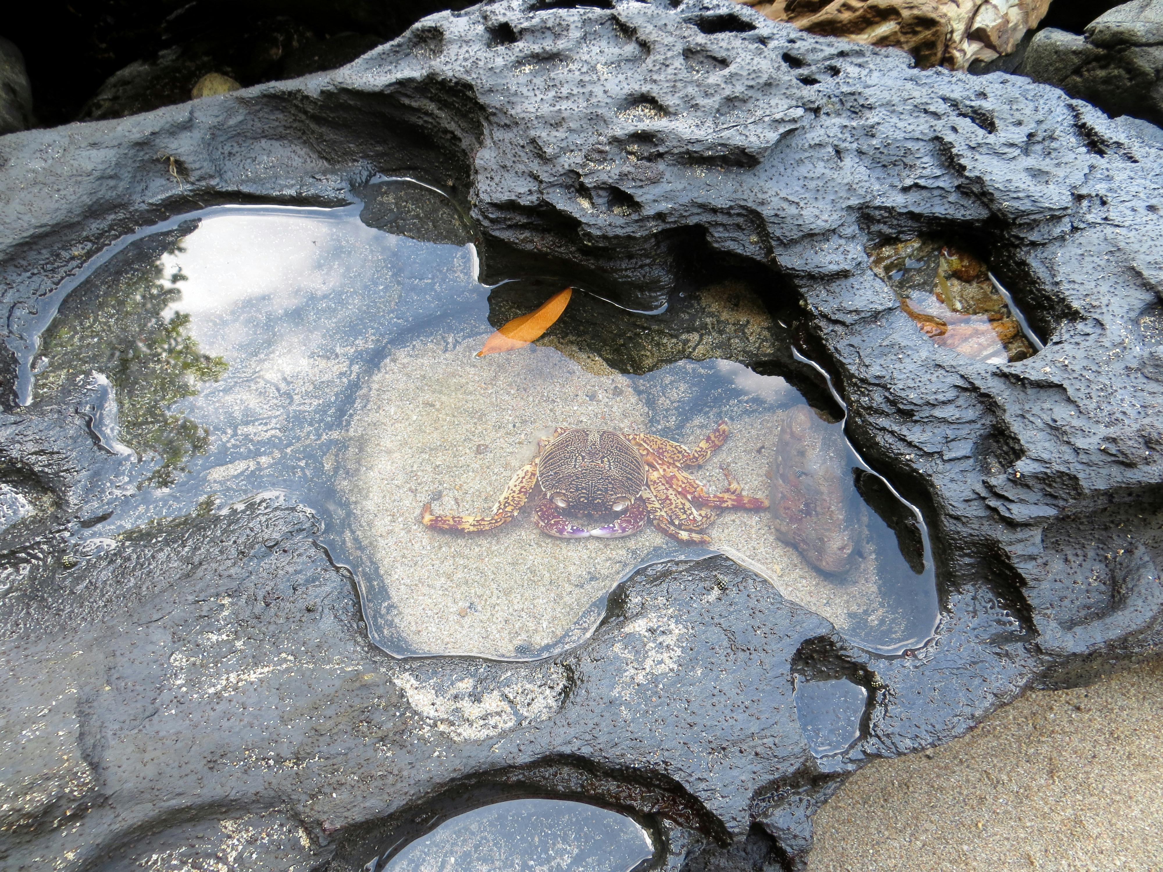 Free stock photo of sea animal, sea crab, the rock