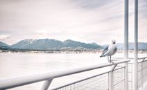 Ship View of White Bird on White Steel Rail during Daytime