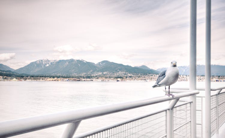 Ship View Of White Bird On White Steel Rail During Daytime