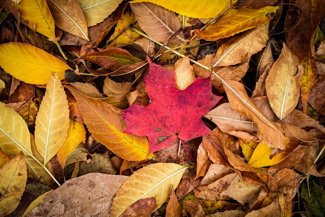 Darmowe zdjęcie z galerii z czerwony liść, jesień, liście
