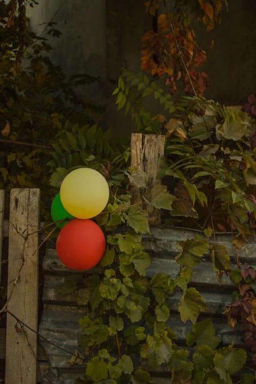 Balloons on Fence