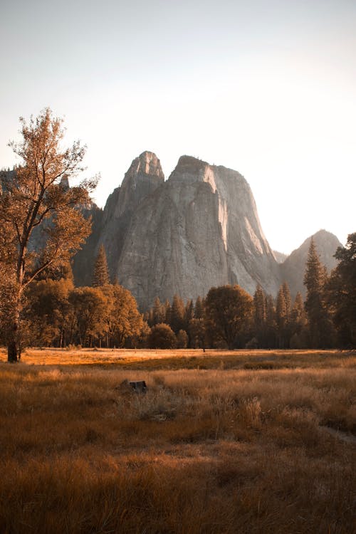 Rock Mountain behind Forest and Grassland