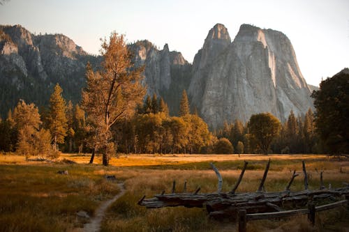 Brown Trees on Brown Grass Field Near Rocky Mountain