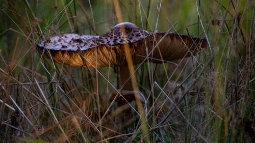 amazing mushroom
