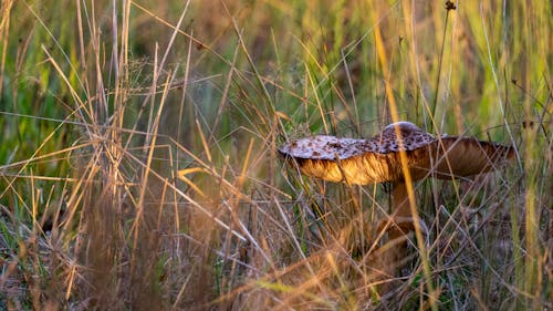fungus in the sunset