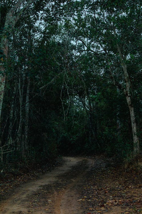 Fotobanka s bezplatnými fotkami na tému cestička, dažďový prales, džungľa