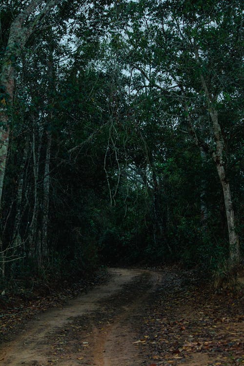 Foto d'estoc gratuïta de arbres, bosc, camí de carro