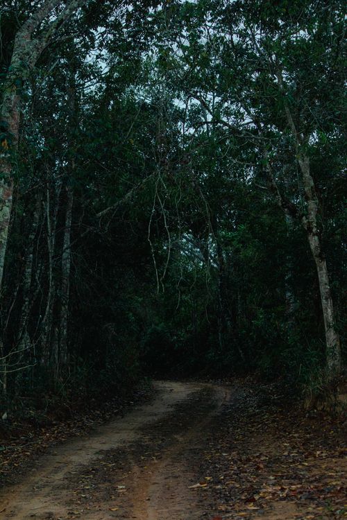 Free A mysterious dirt road winds through a dense, moody forest under a canopy of trees. Stock Photo