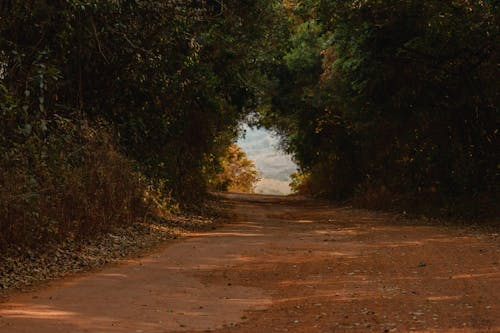 나무, 비포장 도로, 산길의 무료 스톡 사진