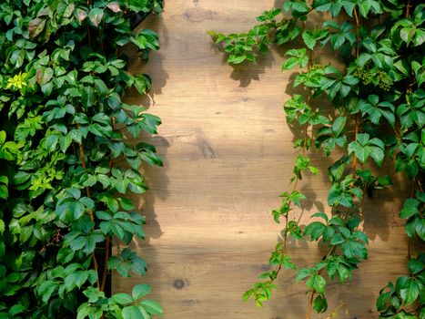 Rich green ivy climbing against a wooden garden fence, creating a lush and vibrant natural backdrop.