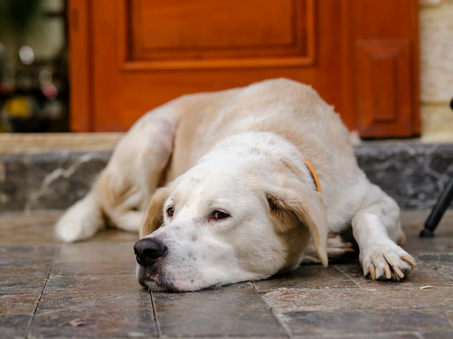 Close-Up Shot of a Dog