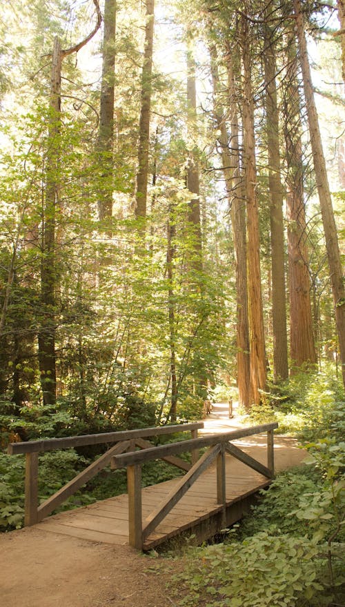 Photo of a Wooden Footbridge in a Green Forest