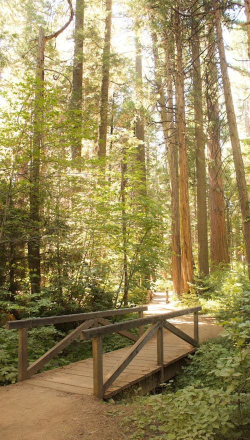 Photos gratuites de arbres, bois, en bois