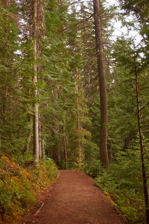 Brown Dirt Road Between Green Trees