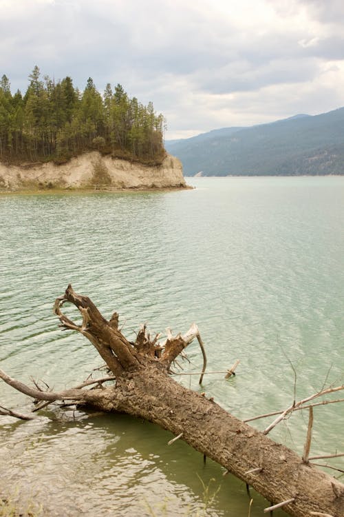 Tree Trunk at the Lake Shore