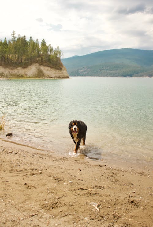 Black Bernese Mountain Dog Soaking on the Beach Water