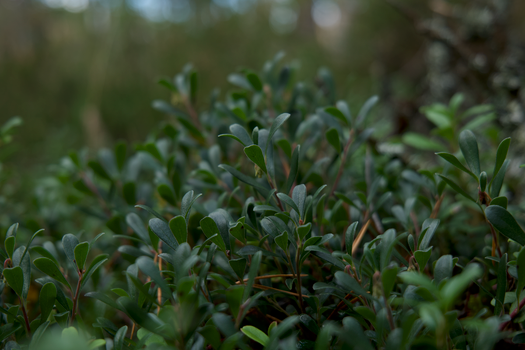 Close-up of vibrant green foliage in a natural setting, showcasing the beauty of lush plant life.