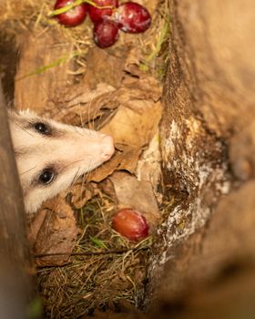 Opossum