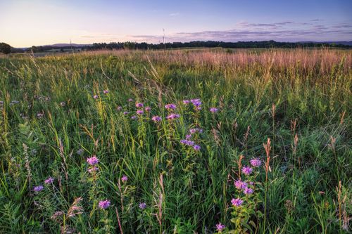Free A peaceful evening view of a wildflower meadow with purple blooms in Minnesota's countryside. Stock Photo