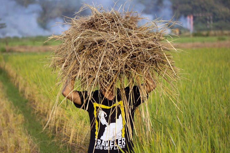 A Man Carrying  Dried Hays In The Farm Field