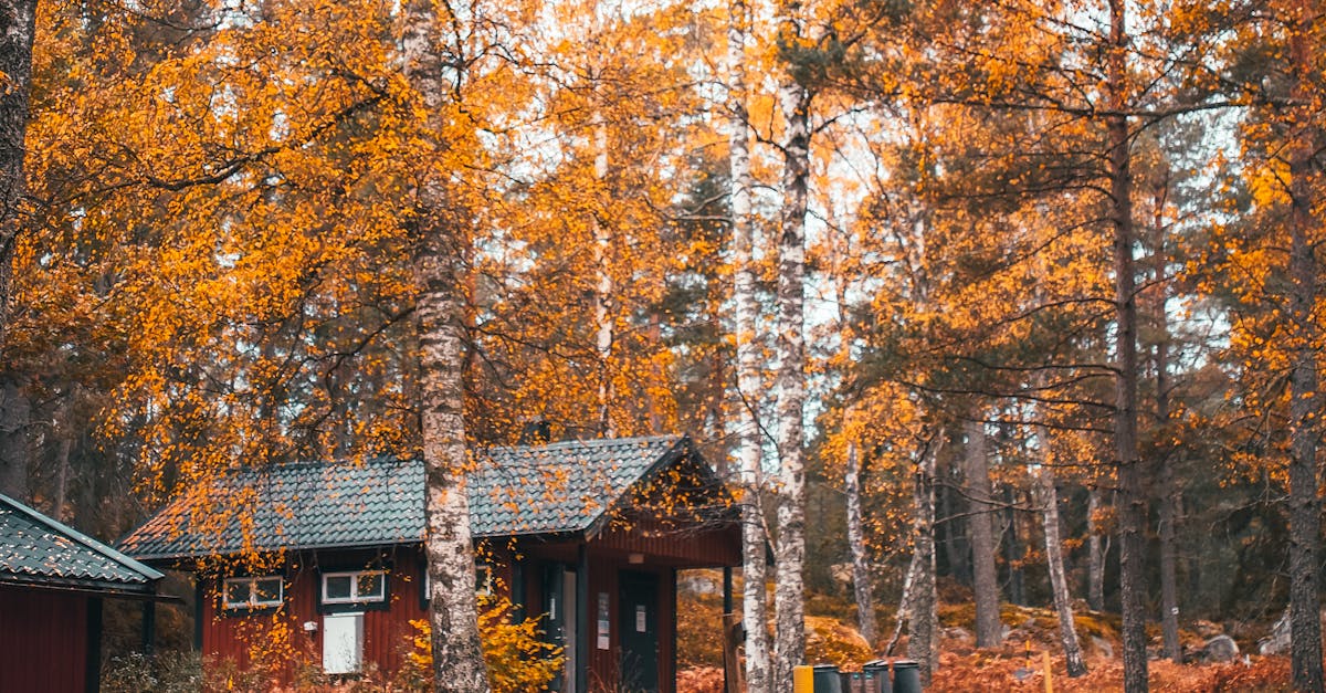 Autumn Colors of Trees in the Forest · Free Stock Photo