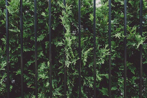 Kostnadsfri bild av buske, staket, stål