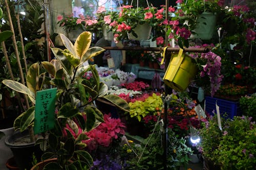 Безкоштовне стокове фото на тему «ботанічний, заводи, квіти»