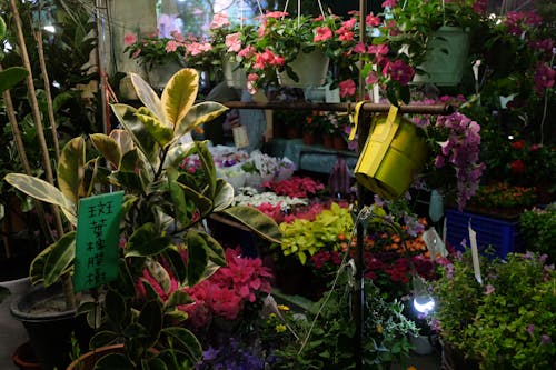 Various Flowering Plants in Pots