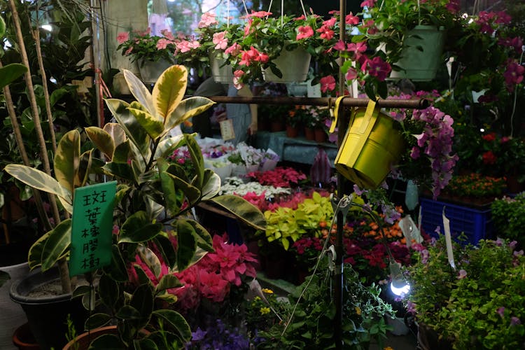 Various Flowering Plants In Pots