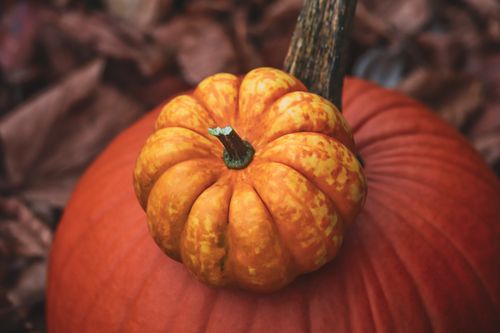Free Vibrant close-up of orange gourds on fallen leaves, capturing autumn essence. Stock Photo