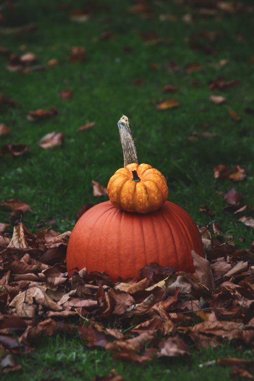 Free A vibrant display of pumpkins surrounded by autumn leaves on lush grass. Stock Photo