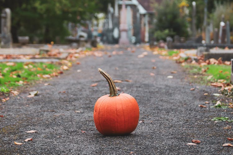 Pumpkin On Ground