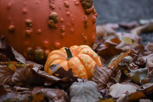 Free A small orange pumpkin and a bumpy gourd nestled among autumn leaves, capturing the essence of fall. Stock Photo