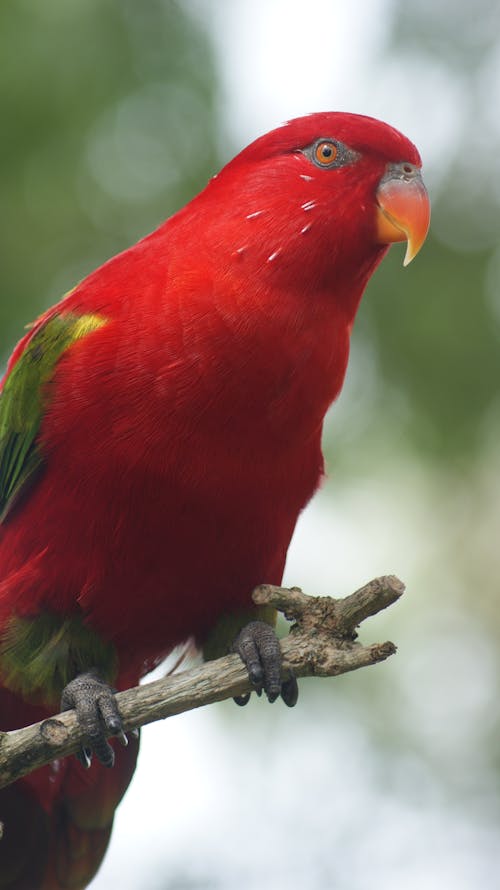 Close-Up Shot of a Bird 