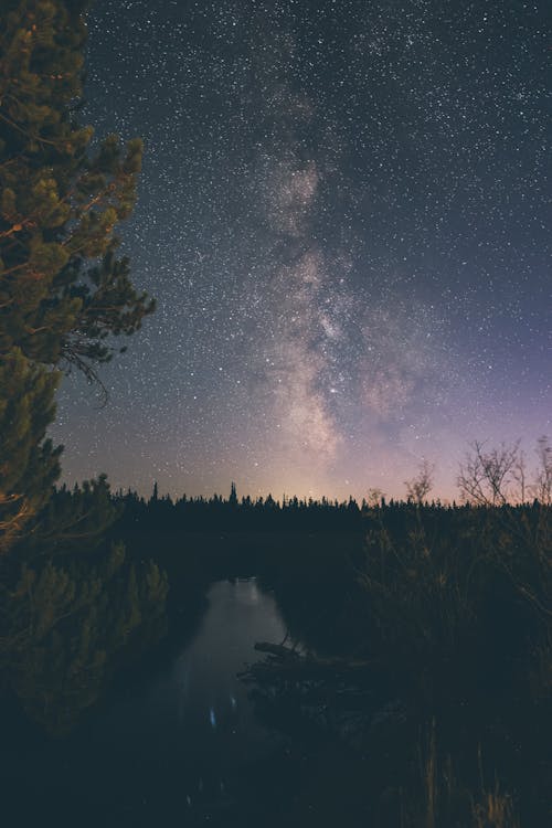 Green Trees Near River Under Starry Night Sky