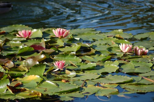 Immagine gratuita di acqua, avvicinamento, fiore di loto