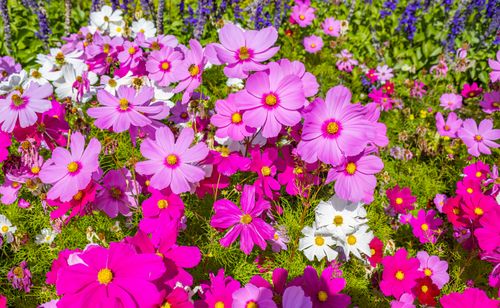 Free A stunning display of cosmos flowers in vibrant pink, purple, and white hues under bright sunlight. Stock Photo