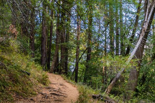 Free A serene dirt path winds through a dense forest, capturing nature's tranquility and beauty. Stock Photo