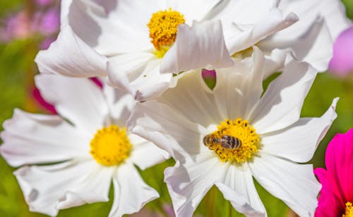Gratis Fotos de stock gratuitas de abeja, de cerca, flora Foto de stock