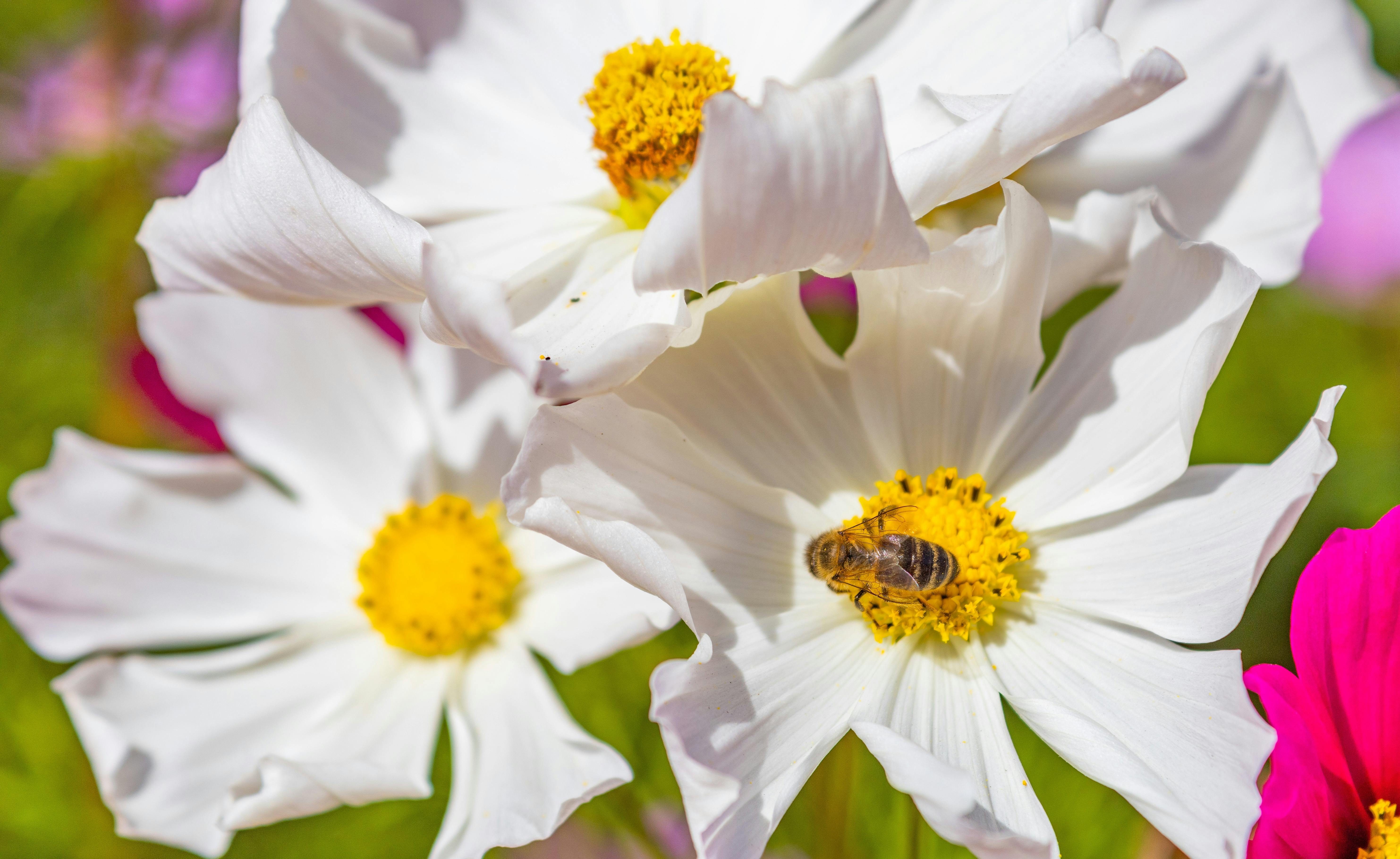 Foto gratuita di ape, avvicinamento, bocciolo, fiore, fiori bianchi, flora,  fotografia di fiori, impollinazione, insetto