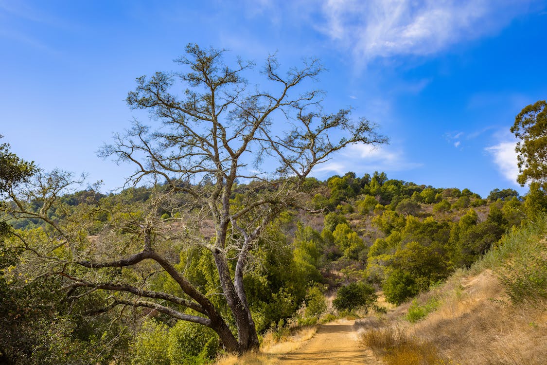 A Dirt Road Between Green Trees Under the Blue Sky