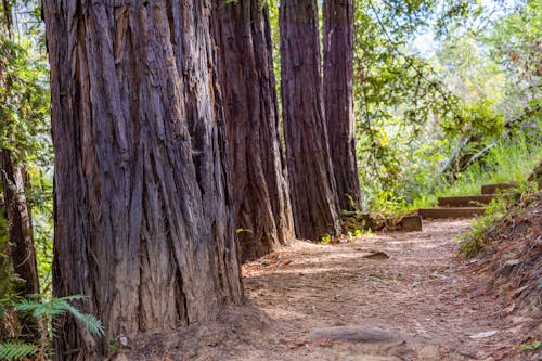 A Dirt Road Near the Tree Trunks