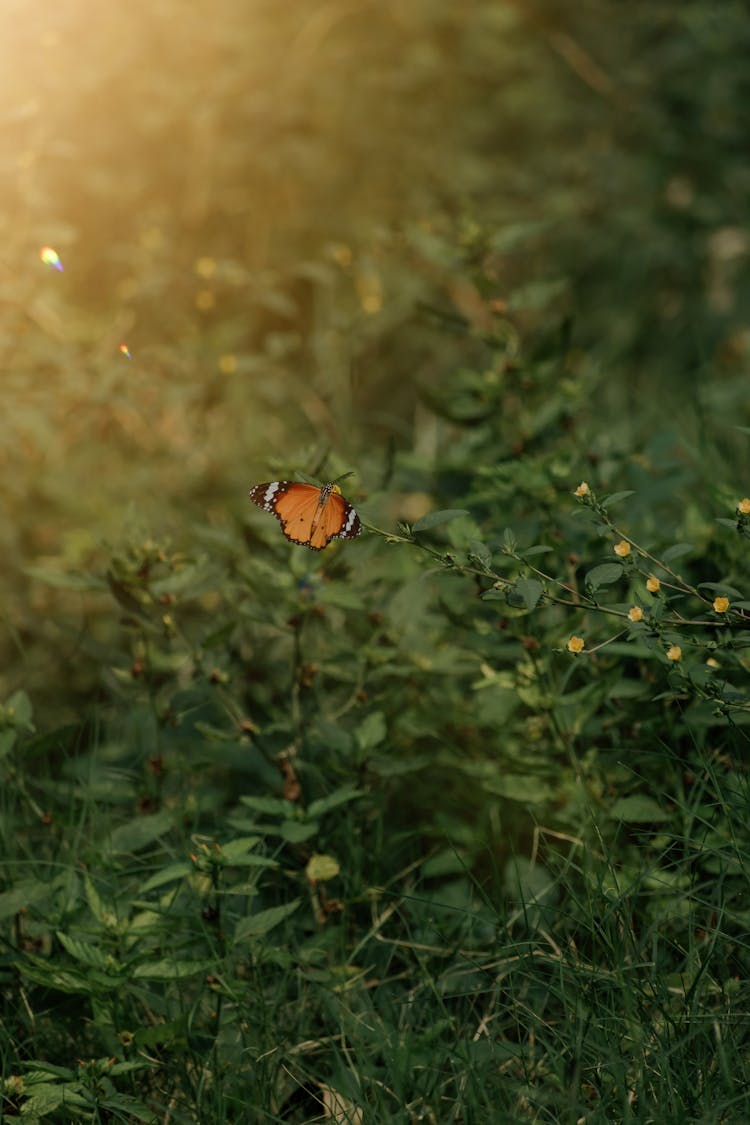 Butterfly On A Plant