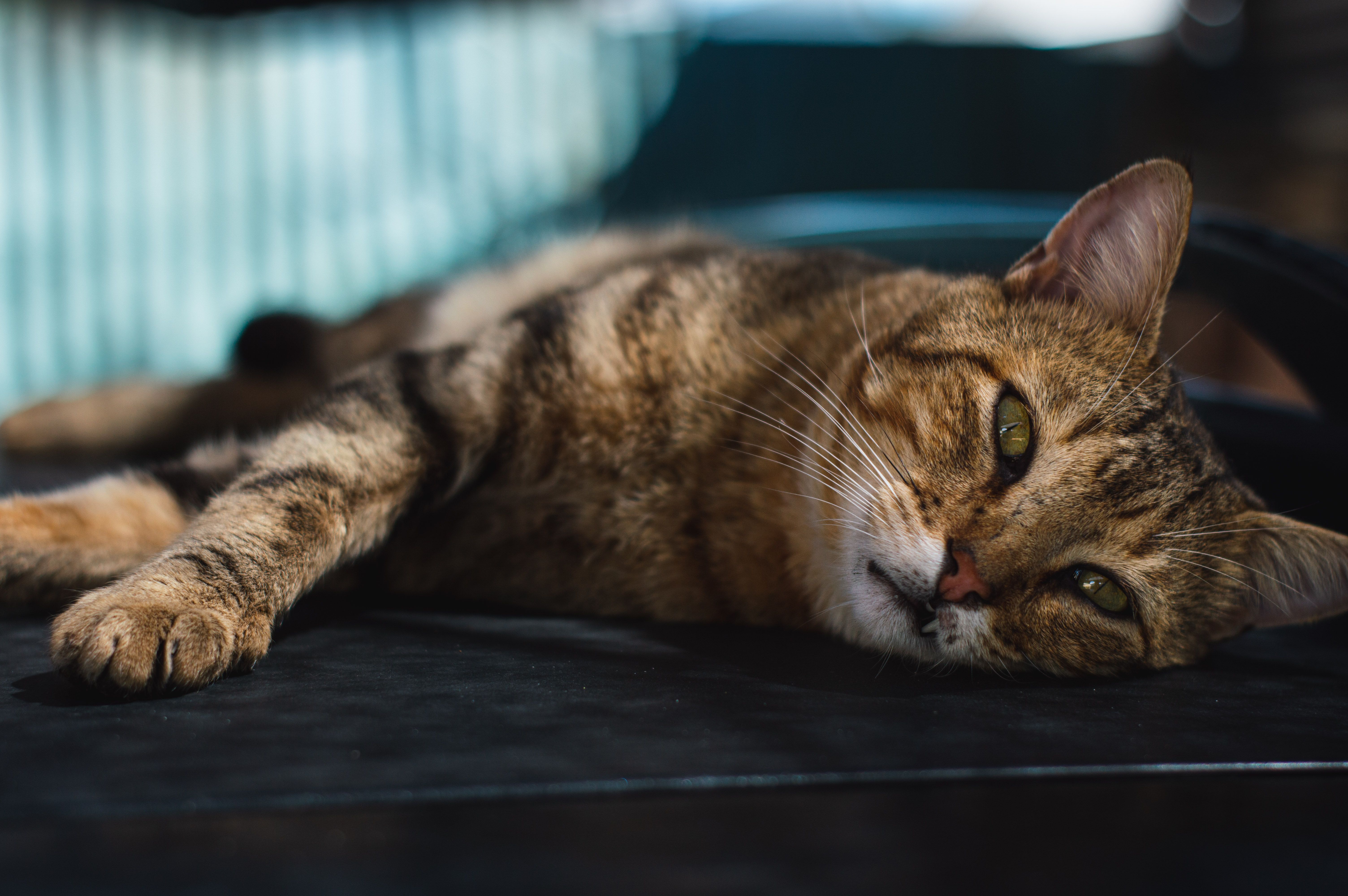 signs your cat has kidney disease 2. Unexplained Weight Loss and Muscle Wasting